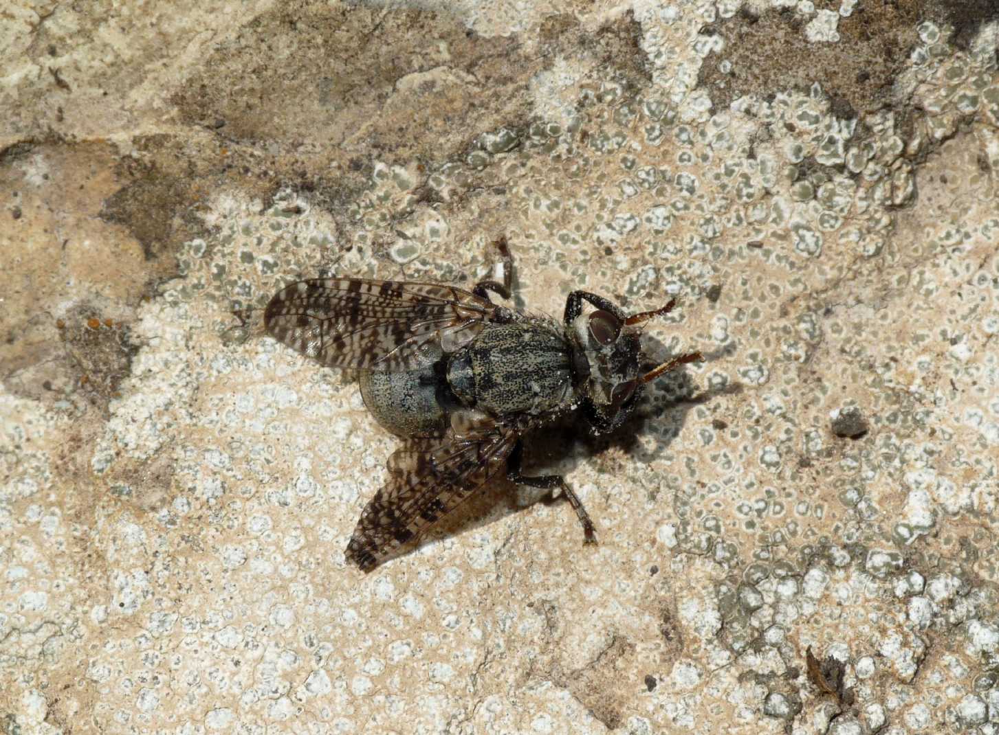 Platystoma sp.